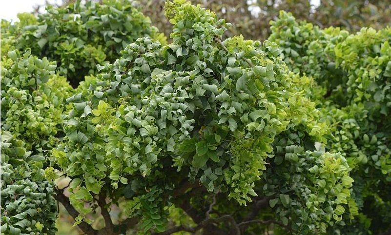 Превью изображения