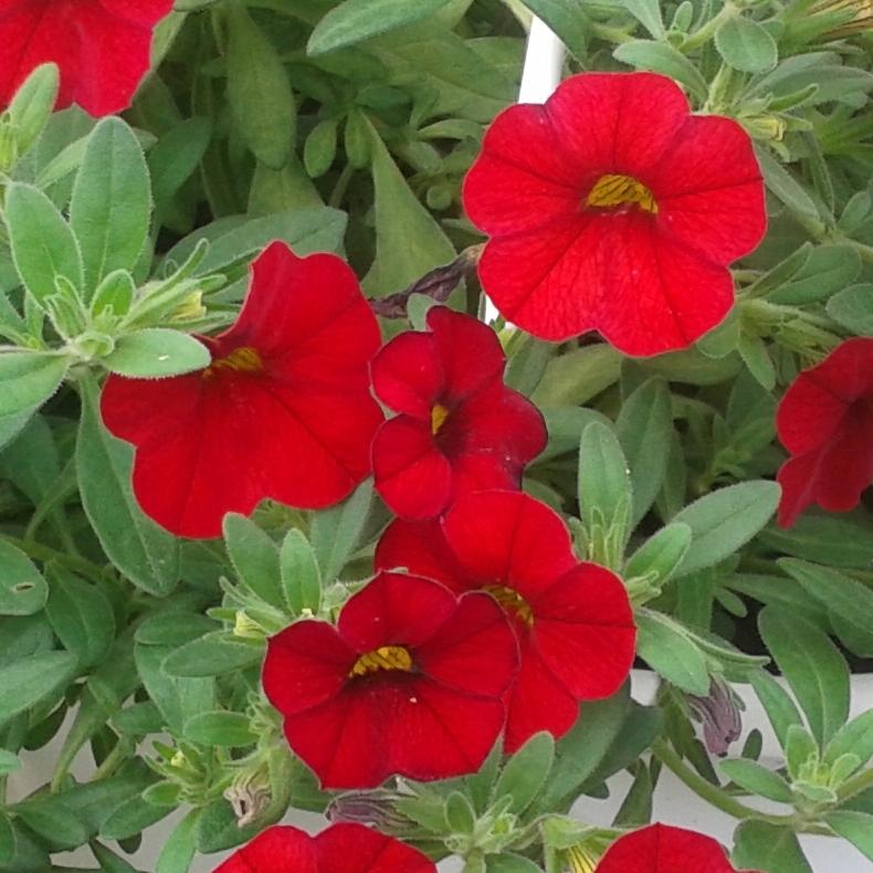 Превью изображения