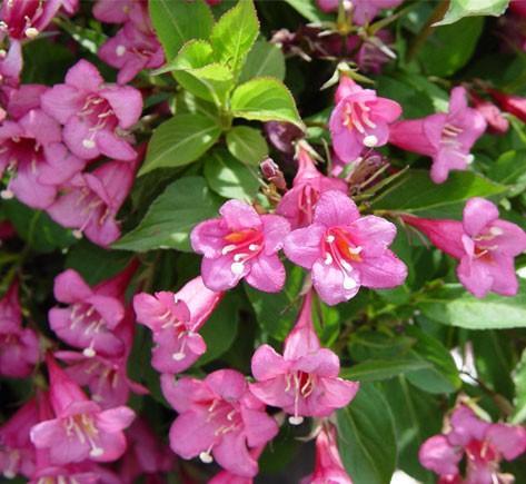 Превью изображения