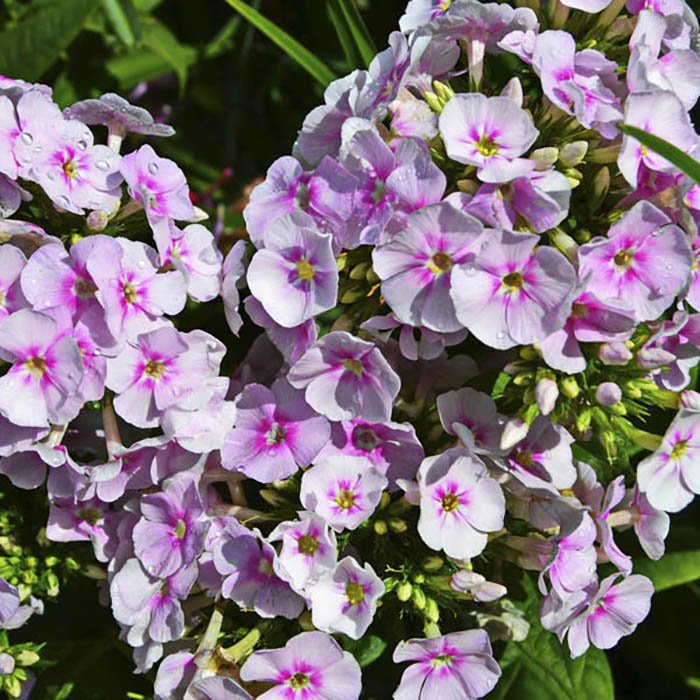 Превью изображения