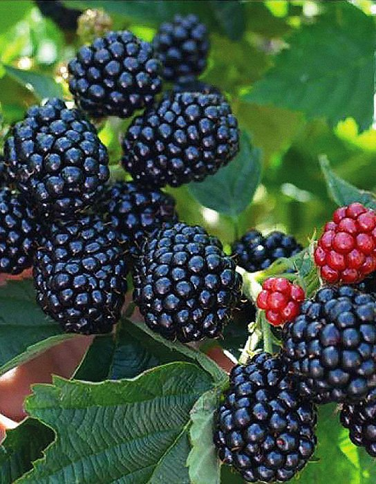 Превью изображения