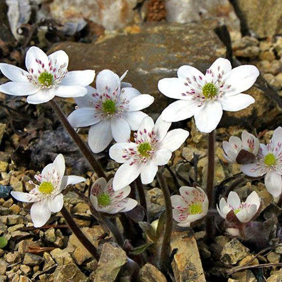 Превью изображения