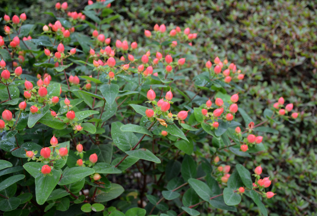 Превью изображения