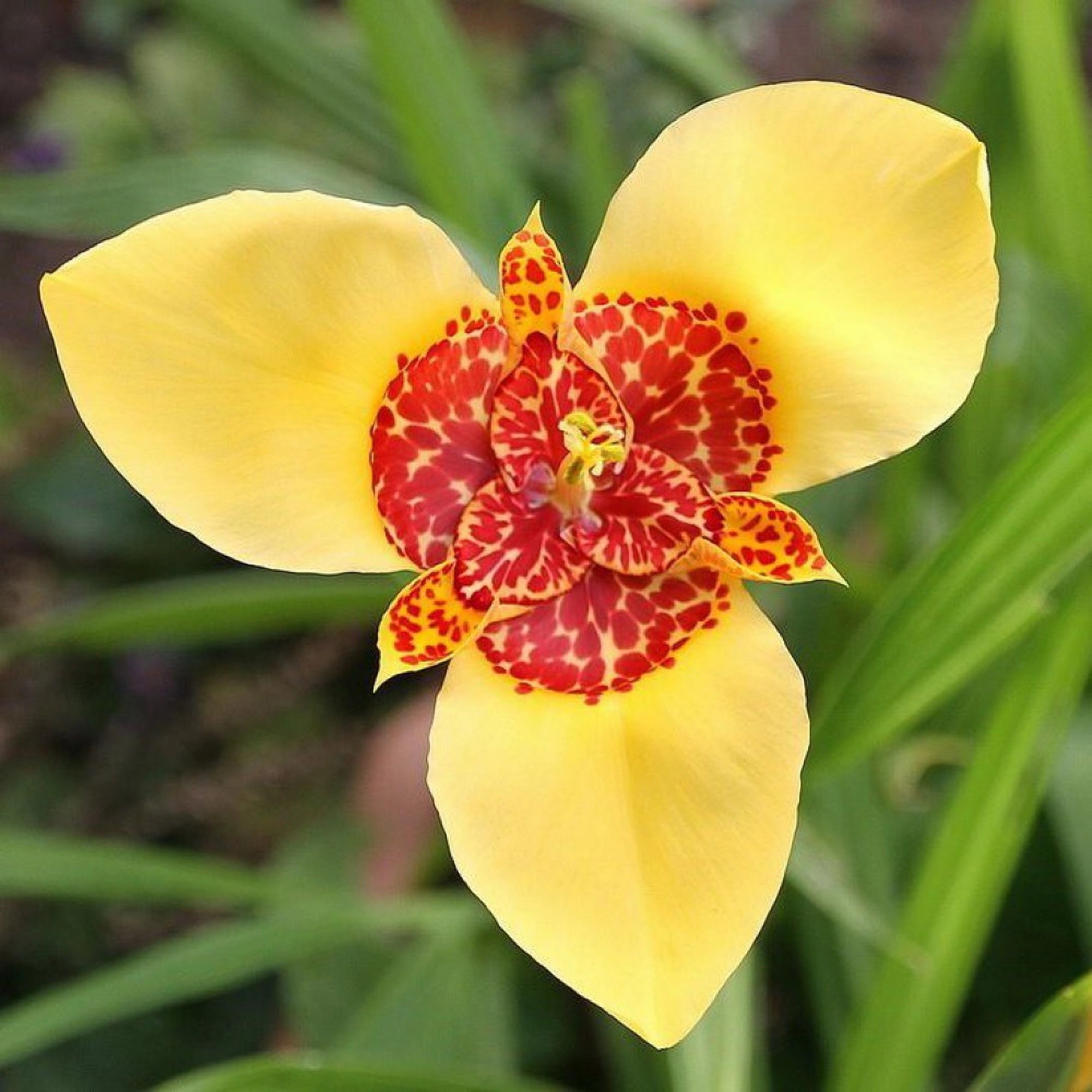 Превью изображения