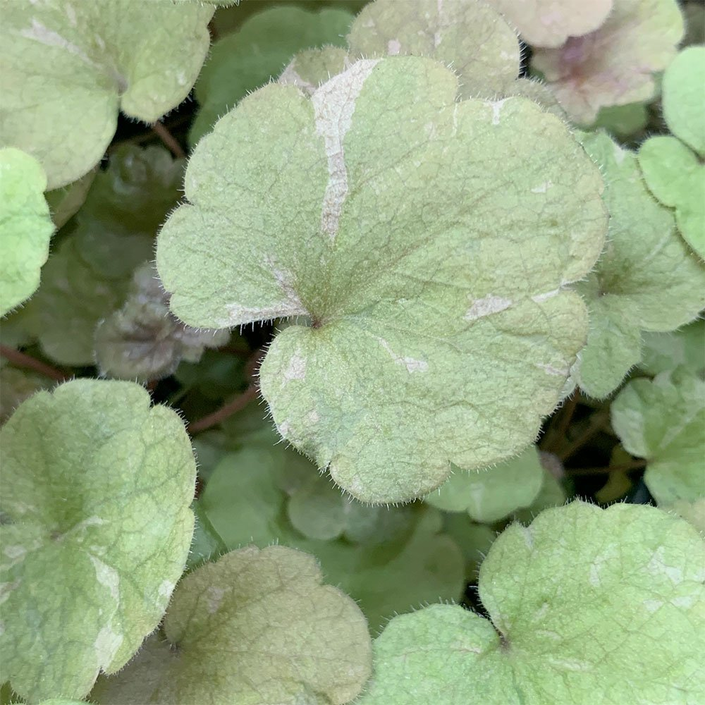 Превью изображения