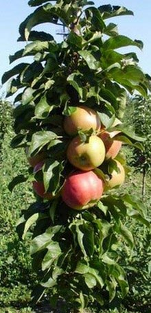 Превью изображения