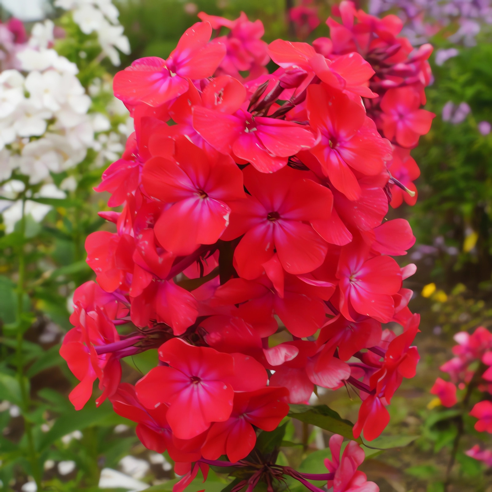 Превью изображения