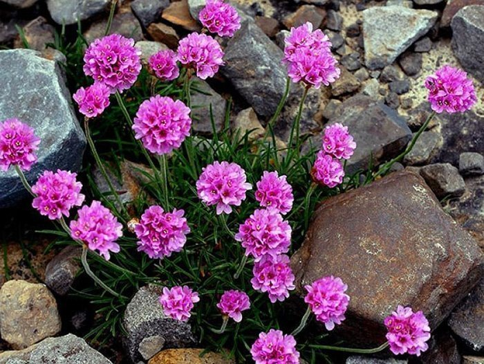 Превью изображения