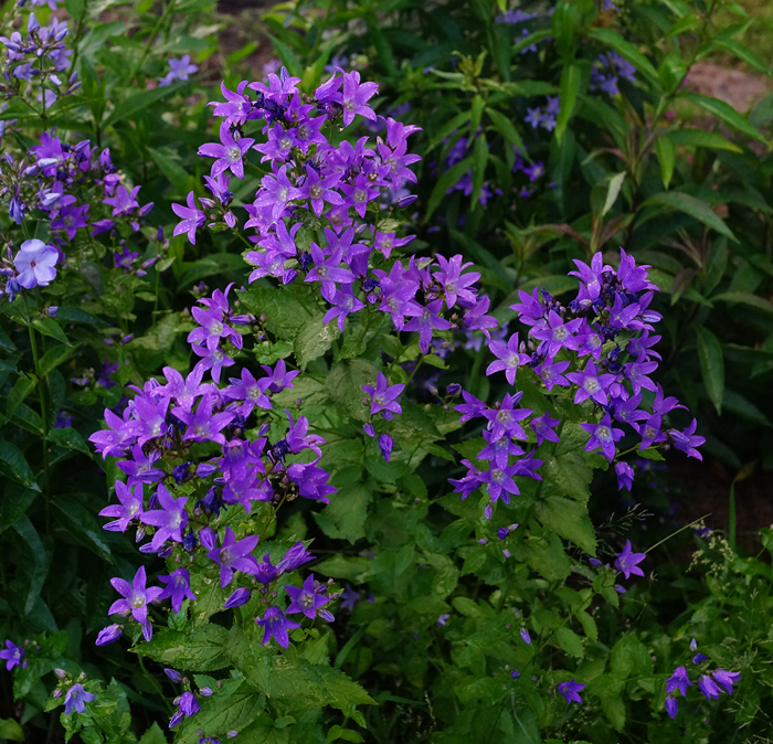 Превью изображения