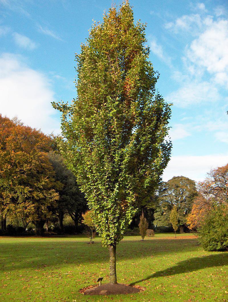 Превью изображения