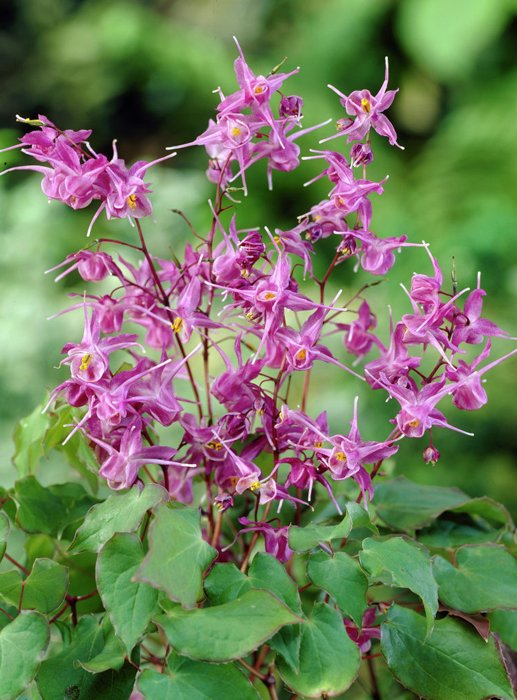 Превью изображения