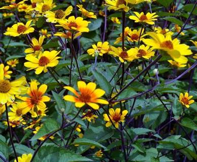 Превью изображения