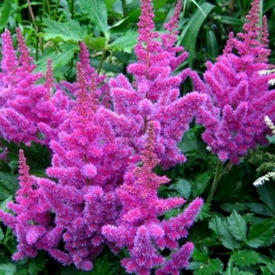 Превью изображения