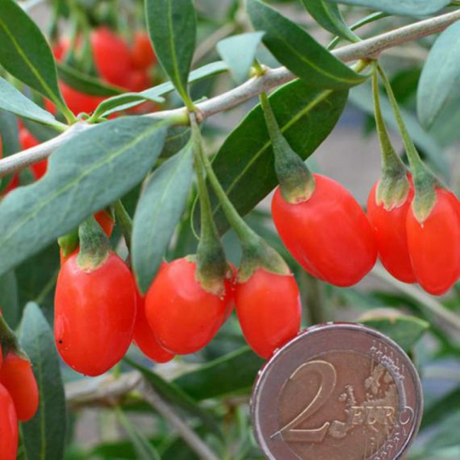 Превью изображения