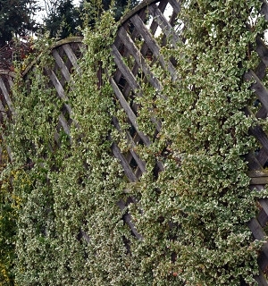 Превью изображения