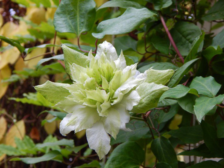 Превью изображения