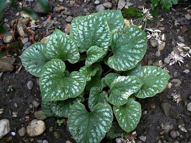 Превью изображения