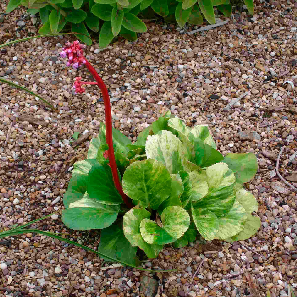 Превью изображения