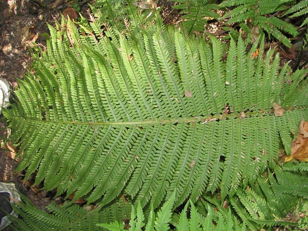 Превью изображения