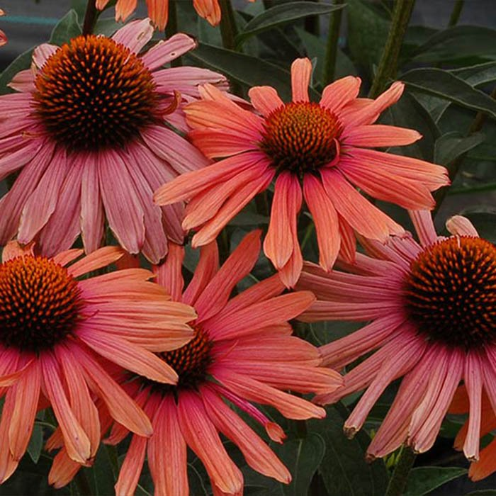 Превью изображения