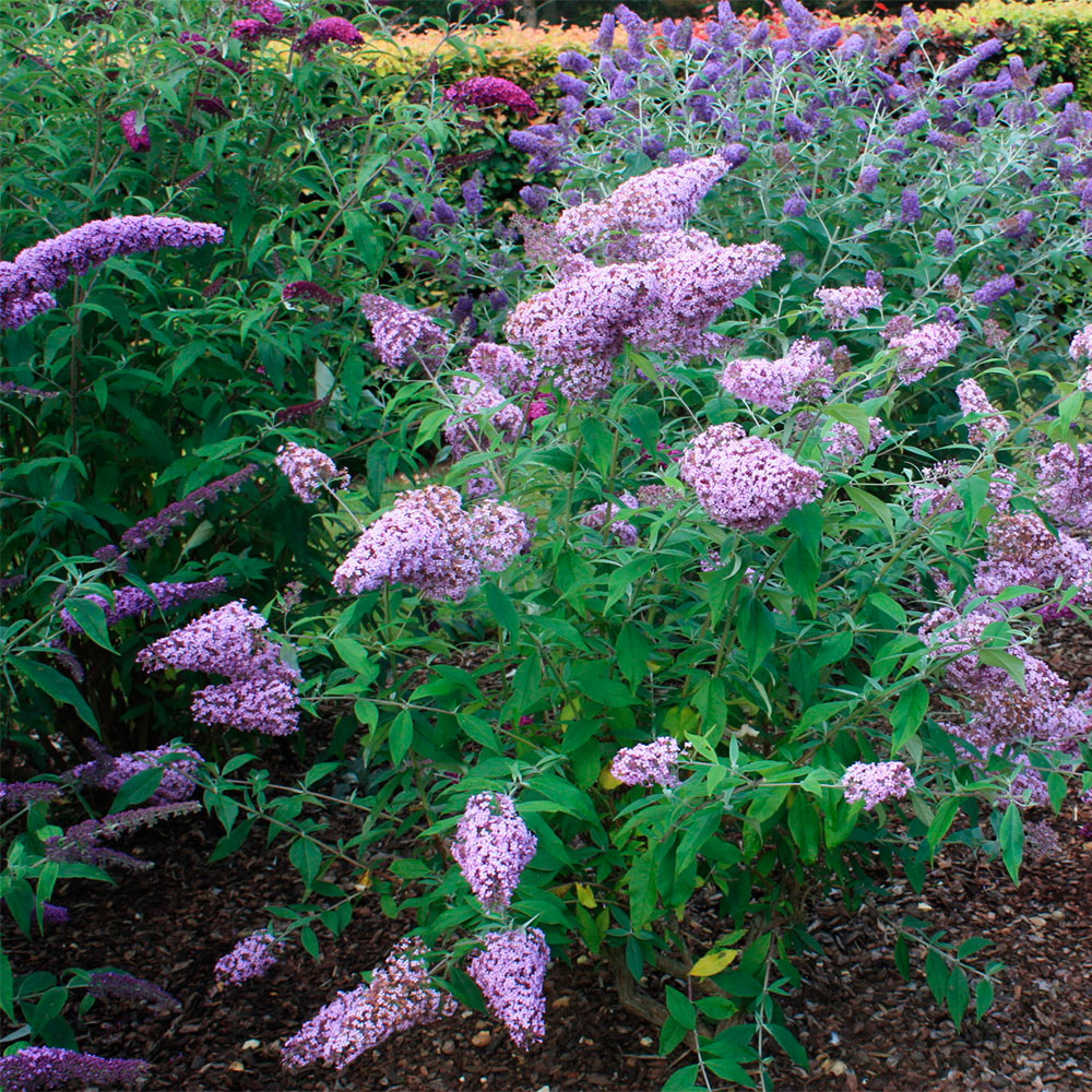 Превью изображения