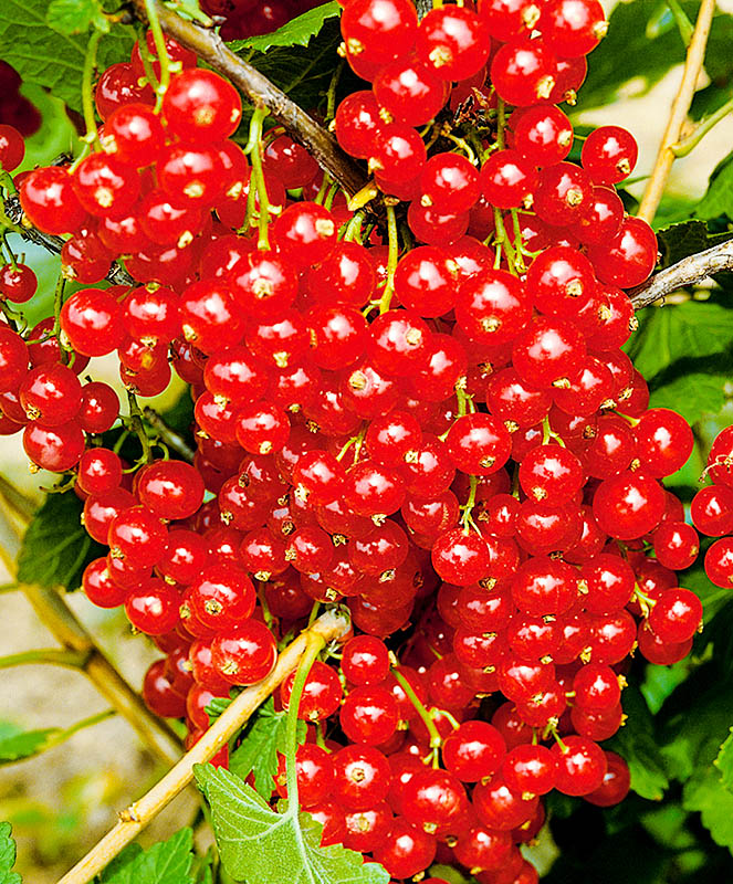 Превью изображения