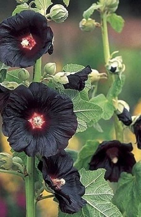 Превью изображения