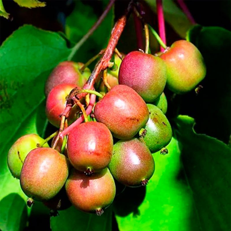 Превью изображения