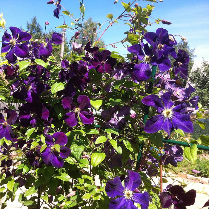 Превью изображения