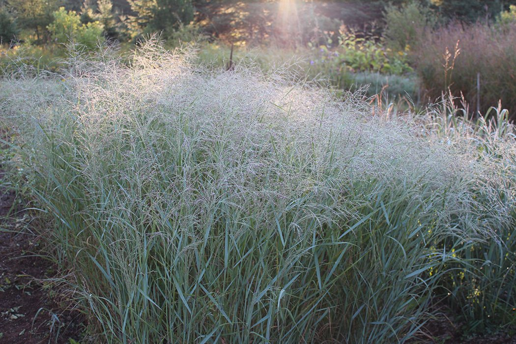 Превью изображения