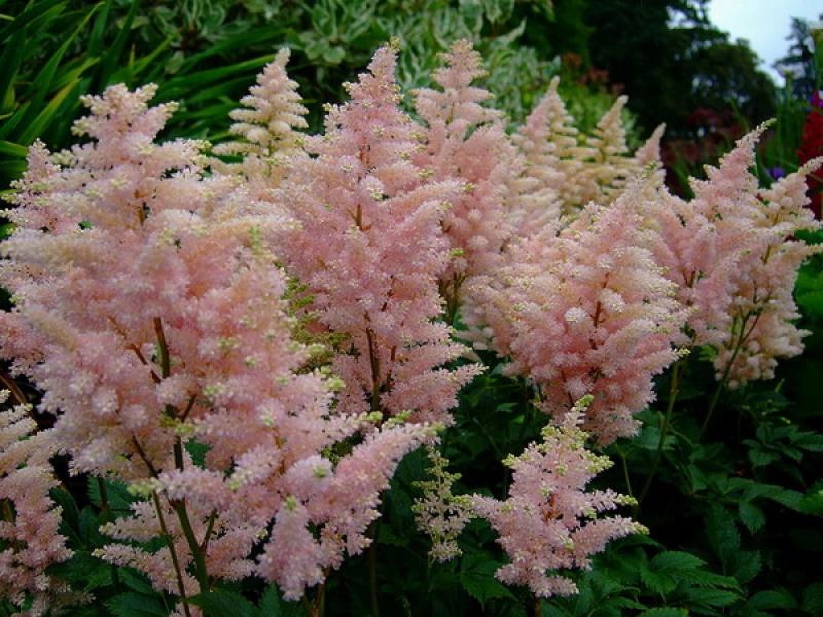 Превью изображения