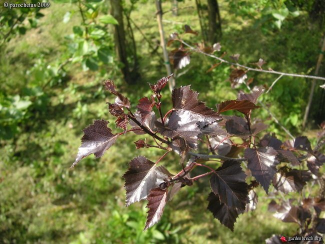 Превью изображения