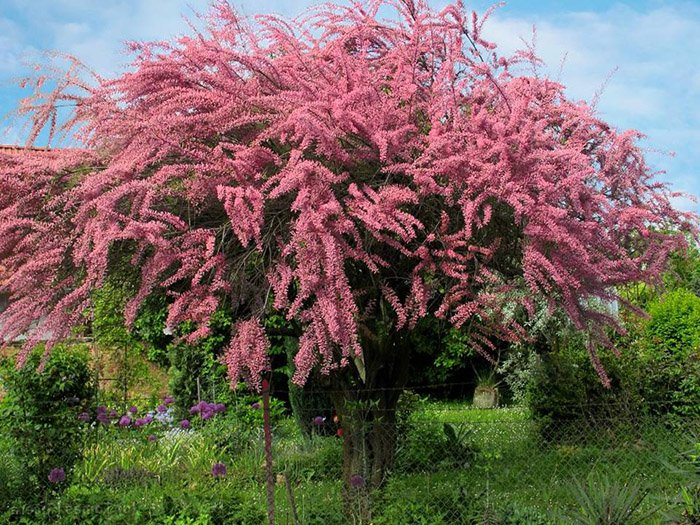 Превью изображения