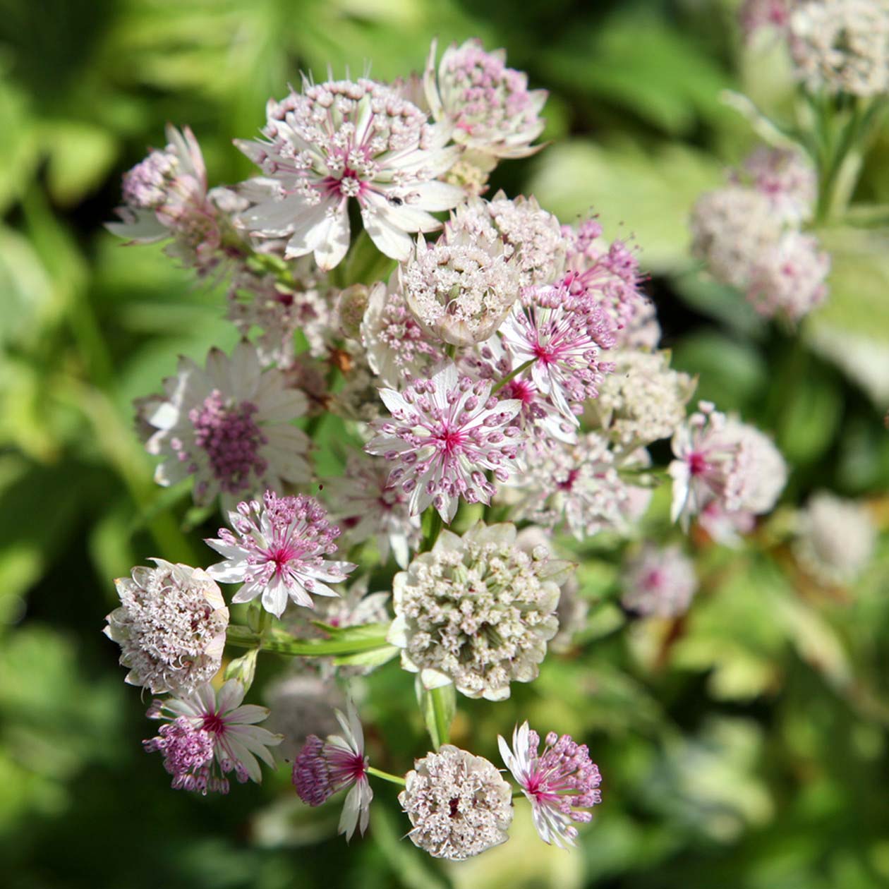 Превью изображения