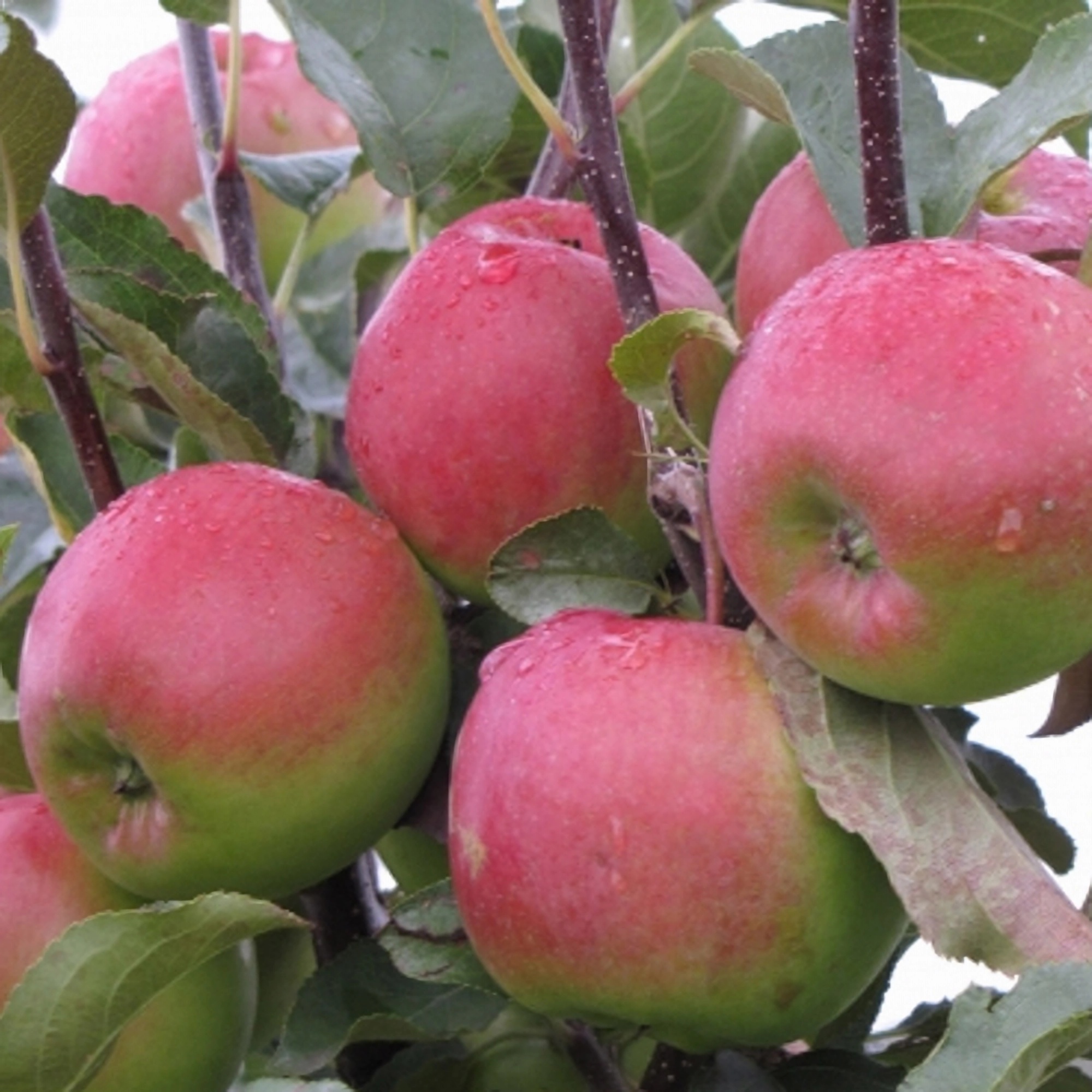 Превью изображения