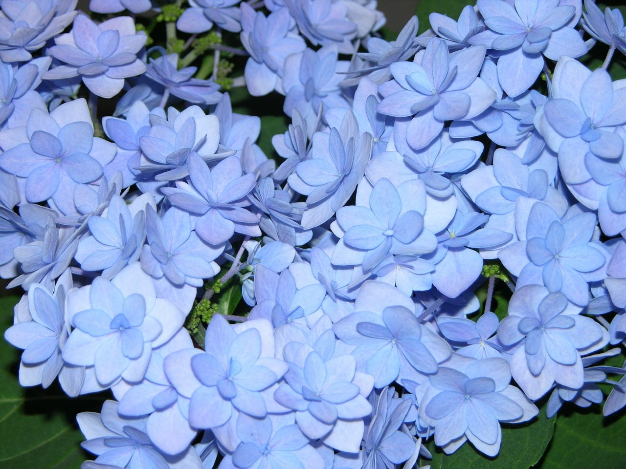 Превью изображения