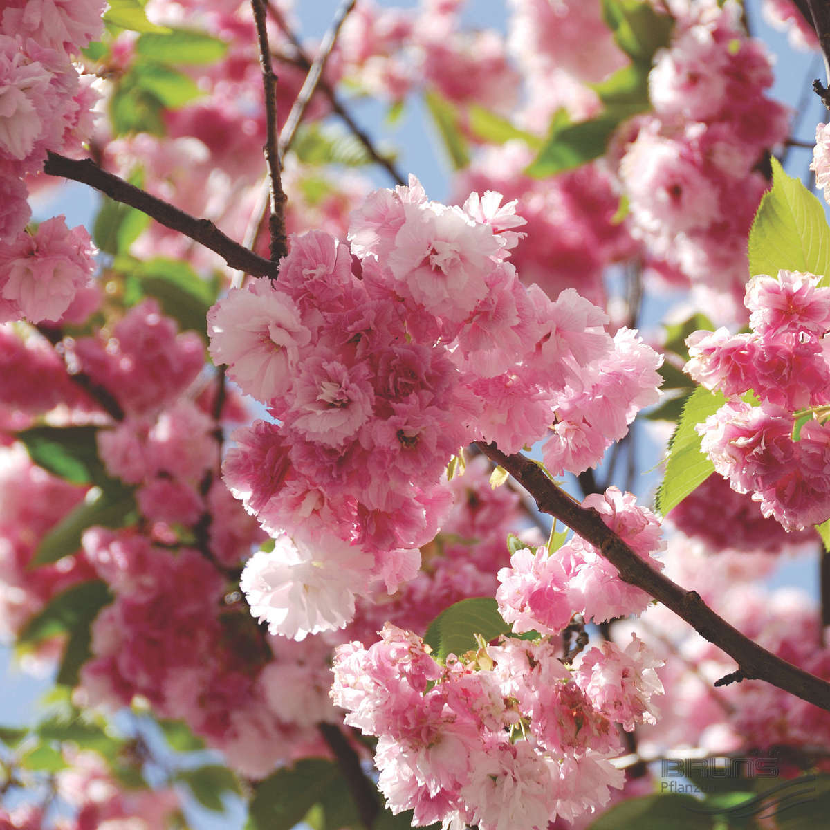 Превью изображения