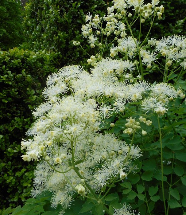 Превью изображения