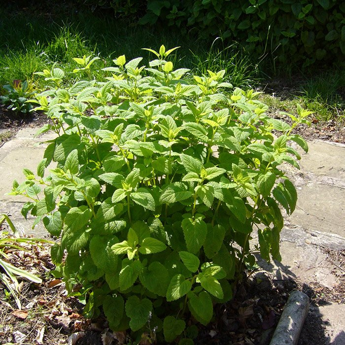 Превью изображения