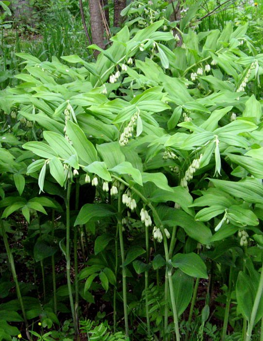 Превью изображения