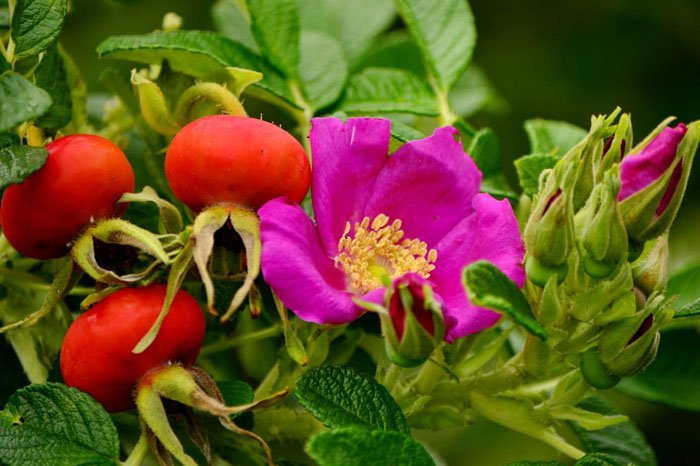 Превью изображения