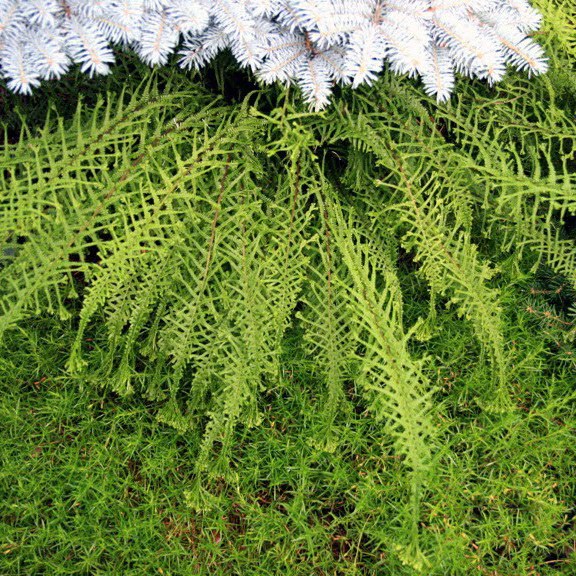 Превью изображения