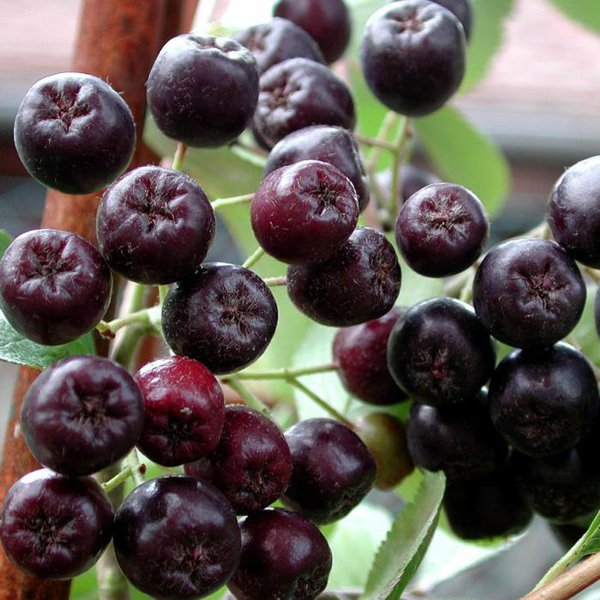 Превью изображения