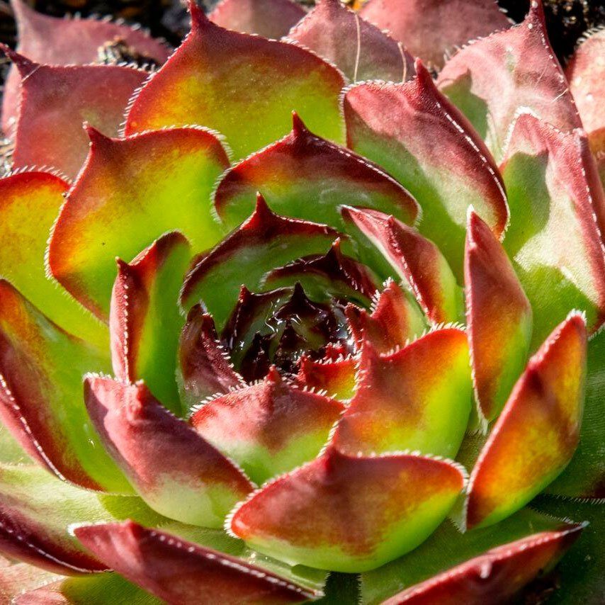 Превью изображения