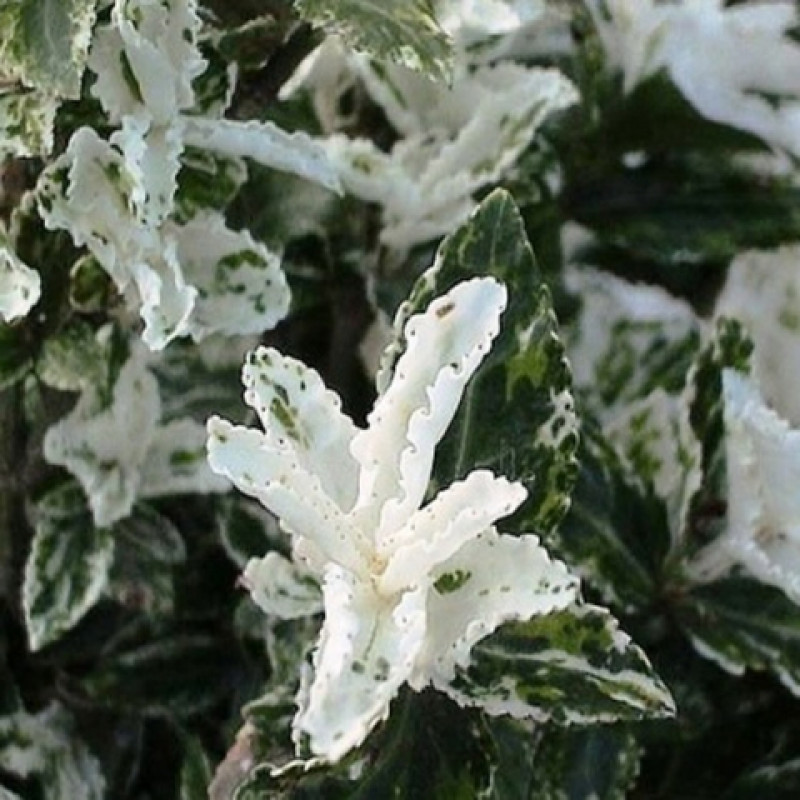 Превью изображения