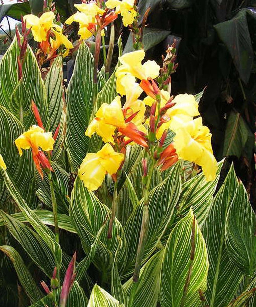 Превью изображения