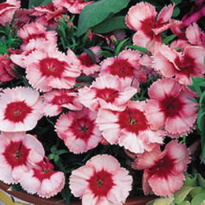 Превью изображения