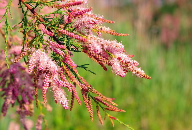 Превью изображения