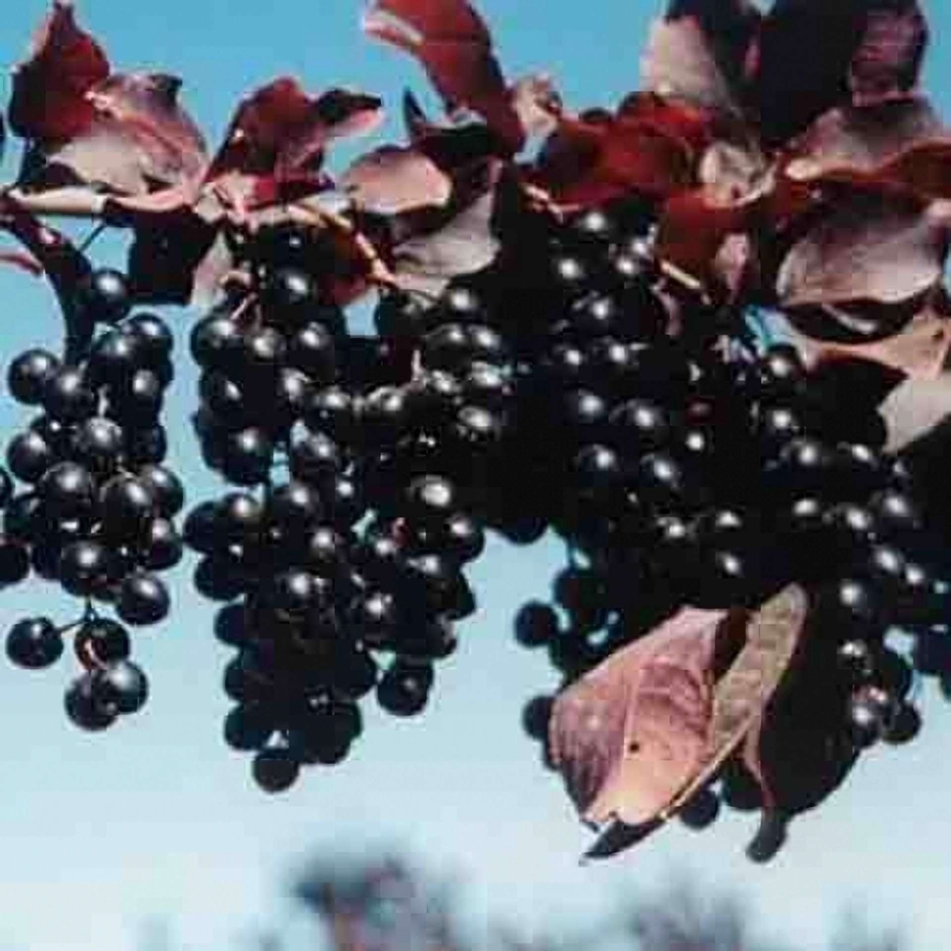 Превью изображения