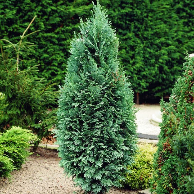 Превью изображения